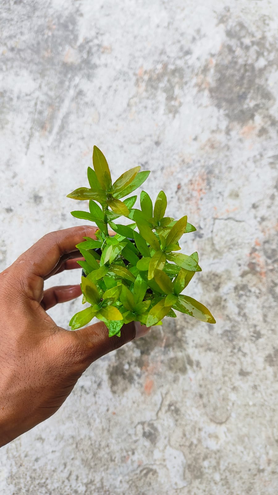 Buy Hygrophila Polysperma Online in Bangalore