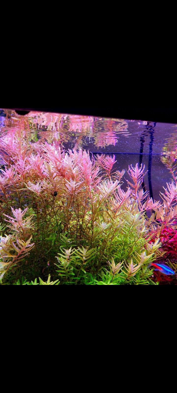 Buy Rotala Rotundifolia Green Online in Bangalore