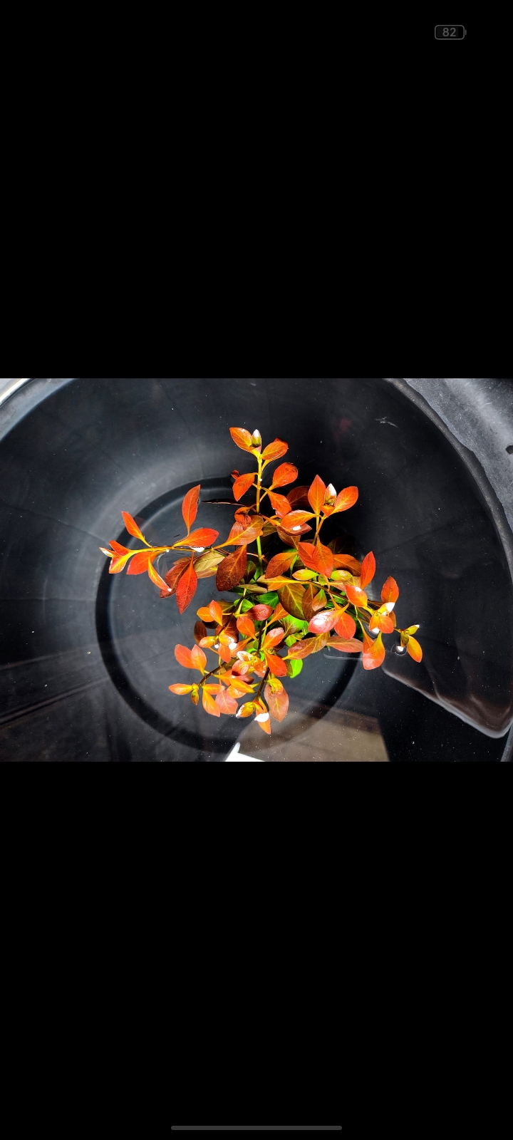 Buy Ludwigia Super Red Mini Online in Bangalore