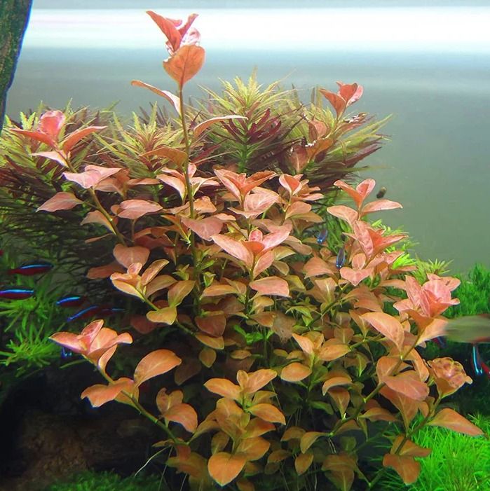 Buy Ludwigia Orange Online in Bangalore