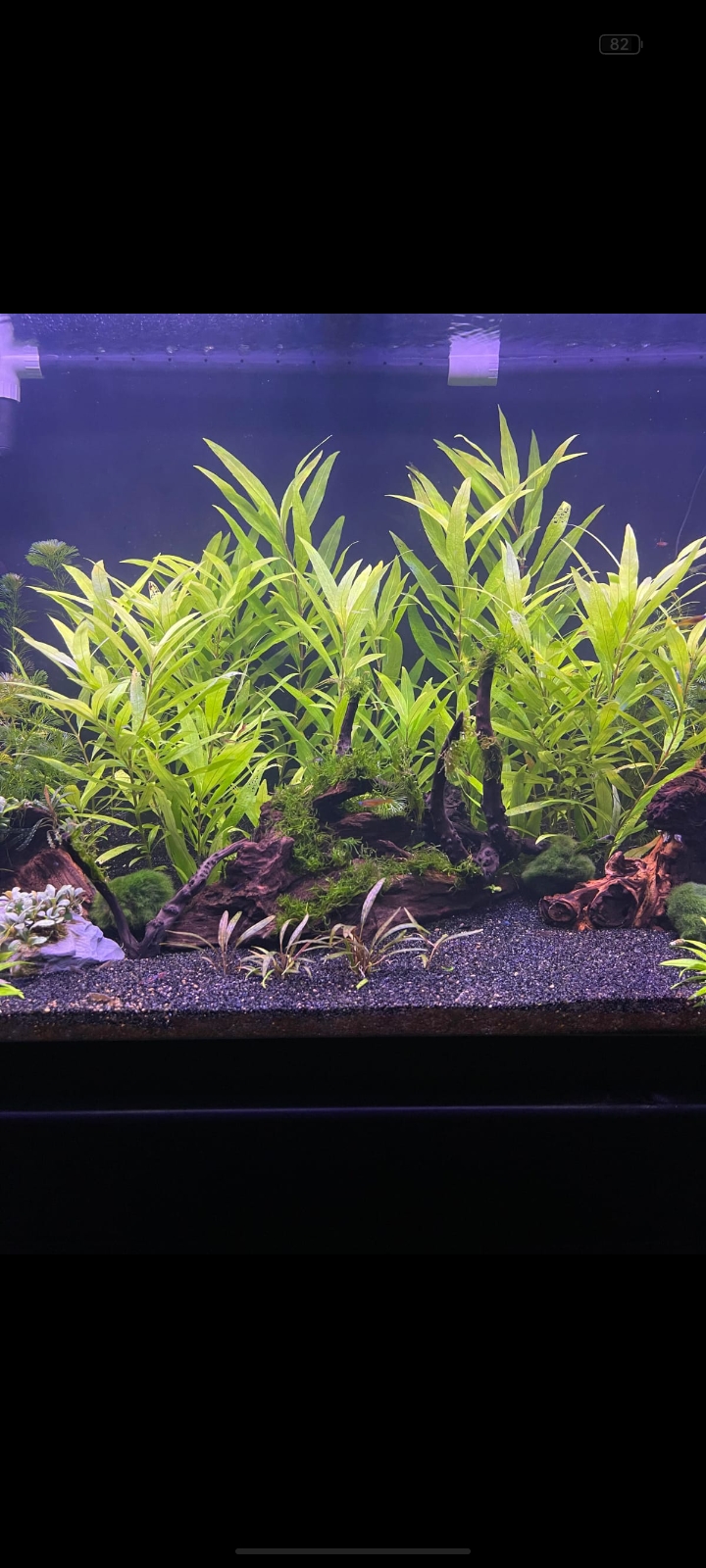 Hygrophila Corymbosa photo 2
