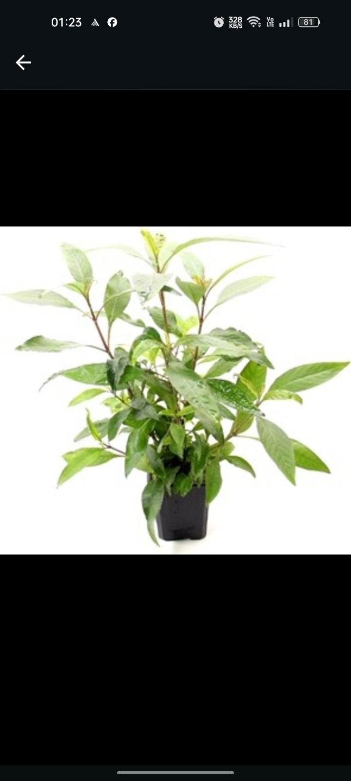 Buy Hygrophila Corymbosa Online in Bangalore