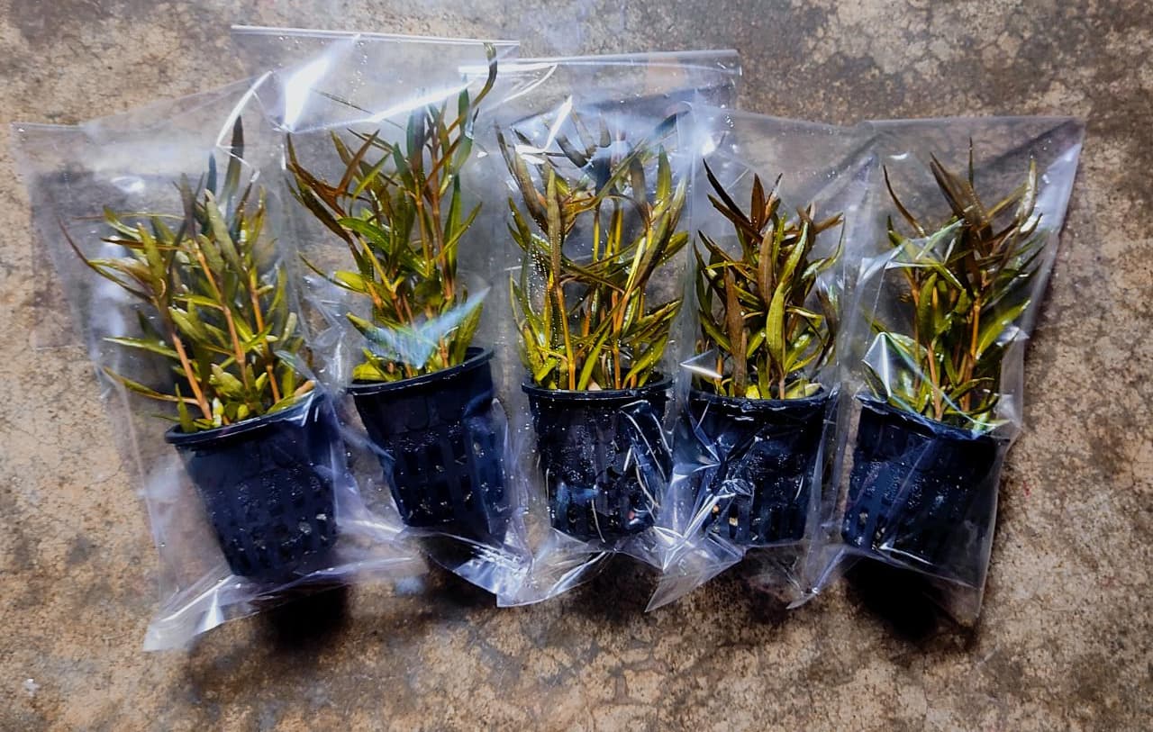 Hygrophila Araguaia photo 2