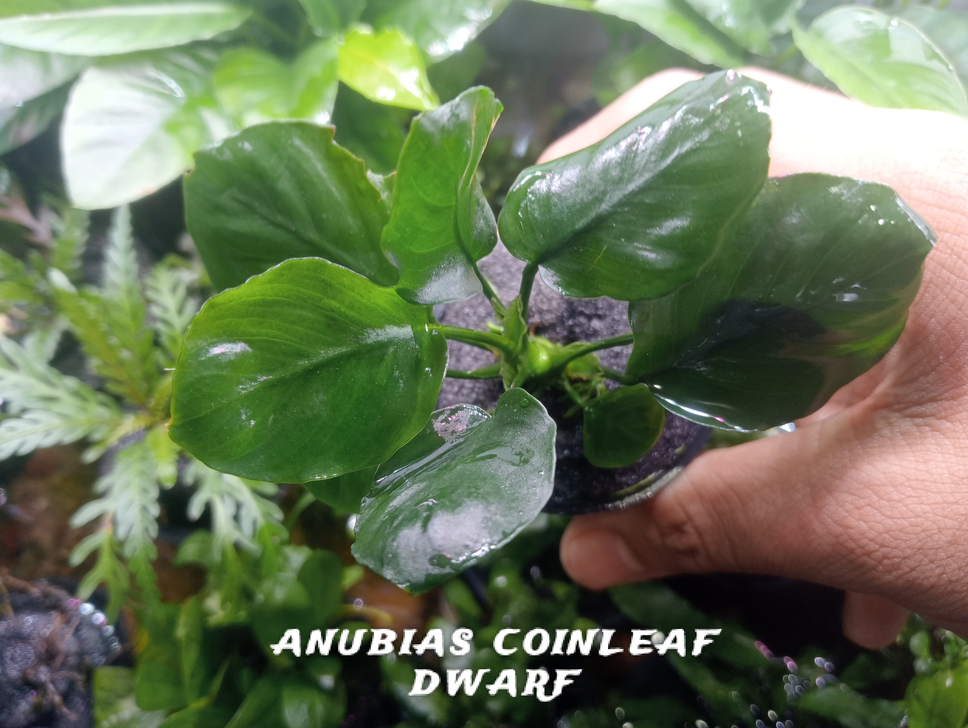 Buy Anubias Coinleaf dwarf Online in Bangalore