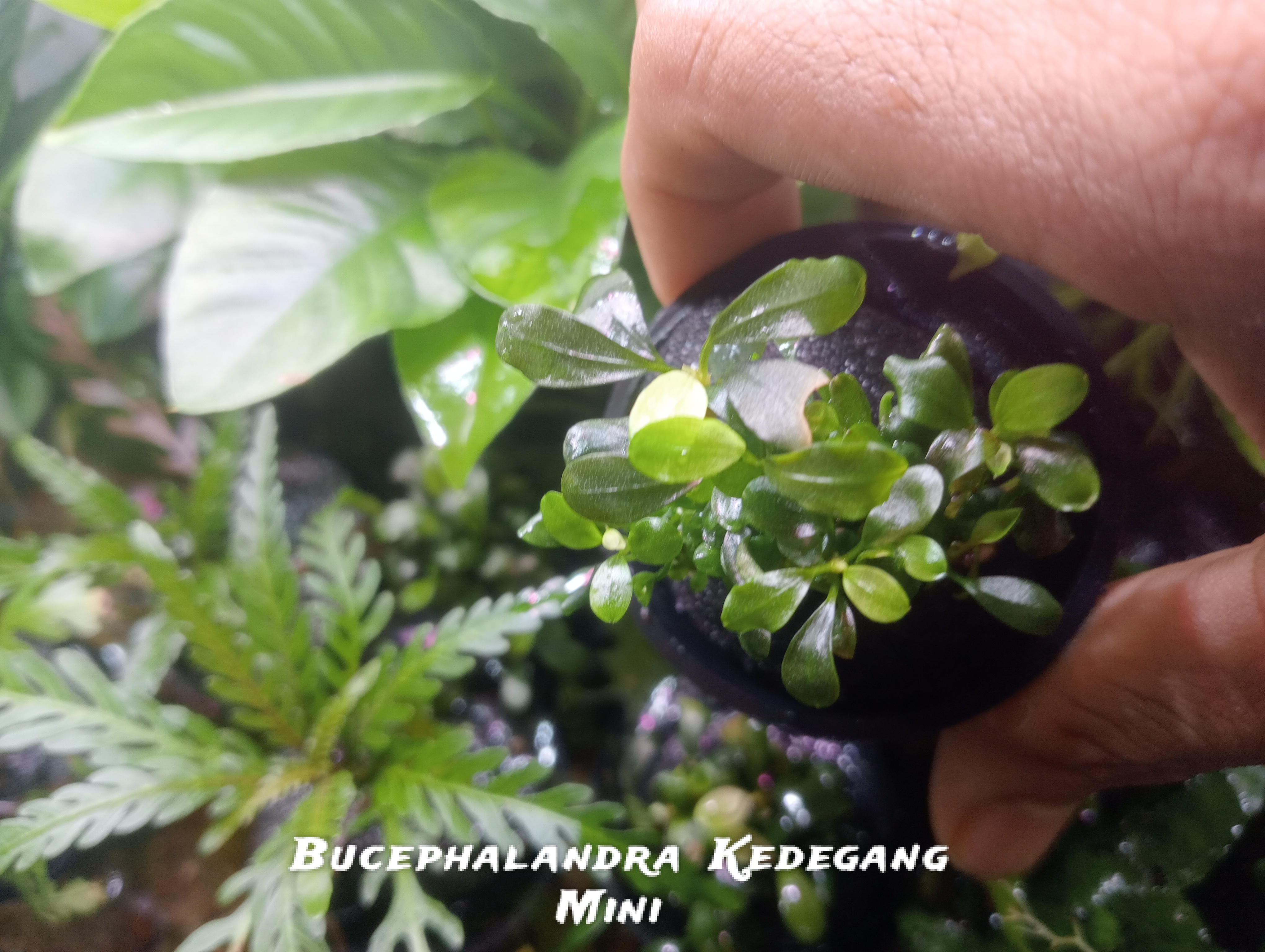 Buy Bucephalandra kedegang mini Online in Bangalore