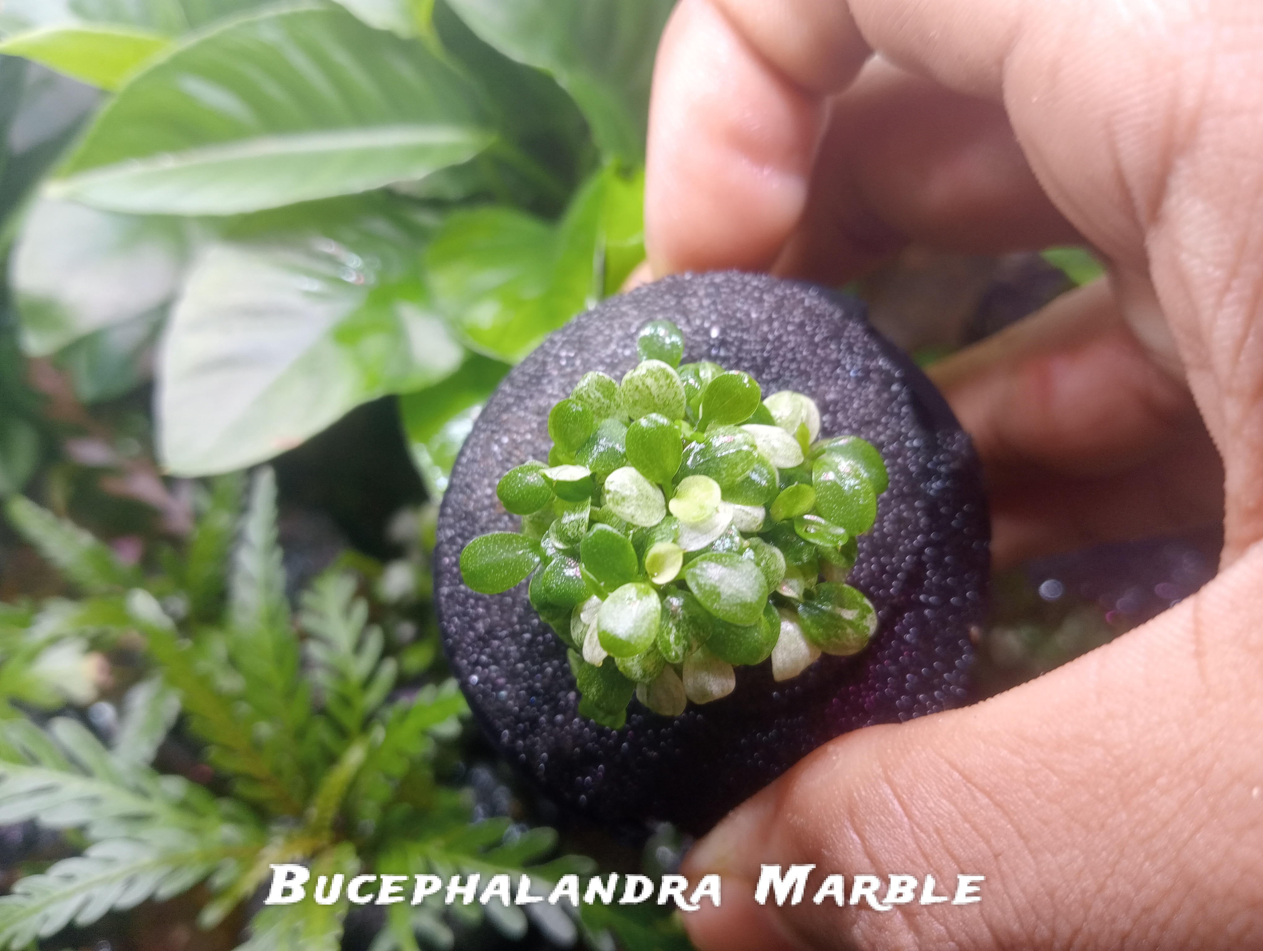 Buy Bucephalandra marble Online in Bangalore