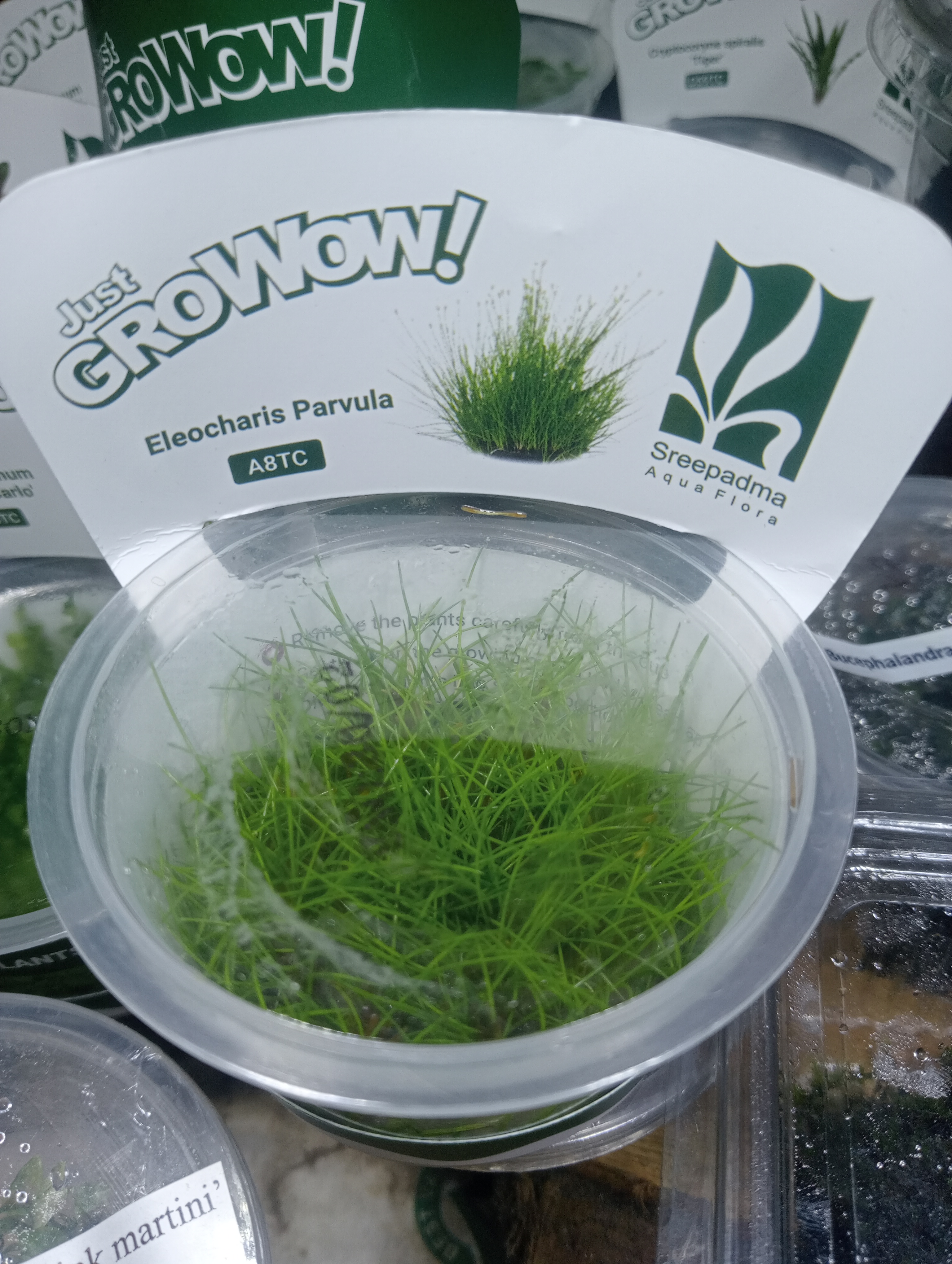 Buy Dwarf hairgrass Online in Bangalore