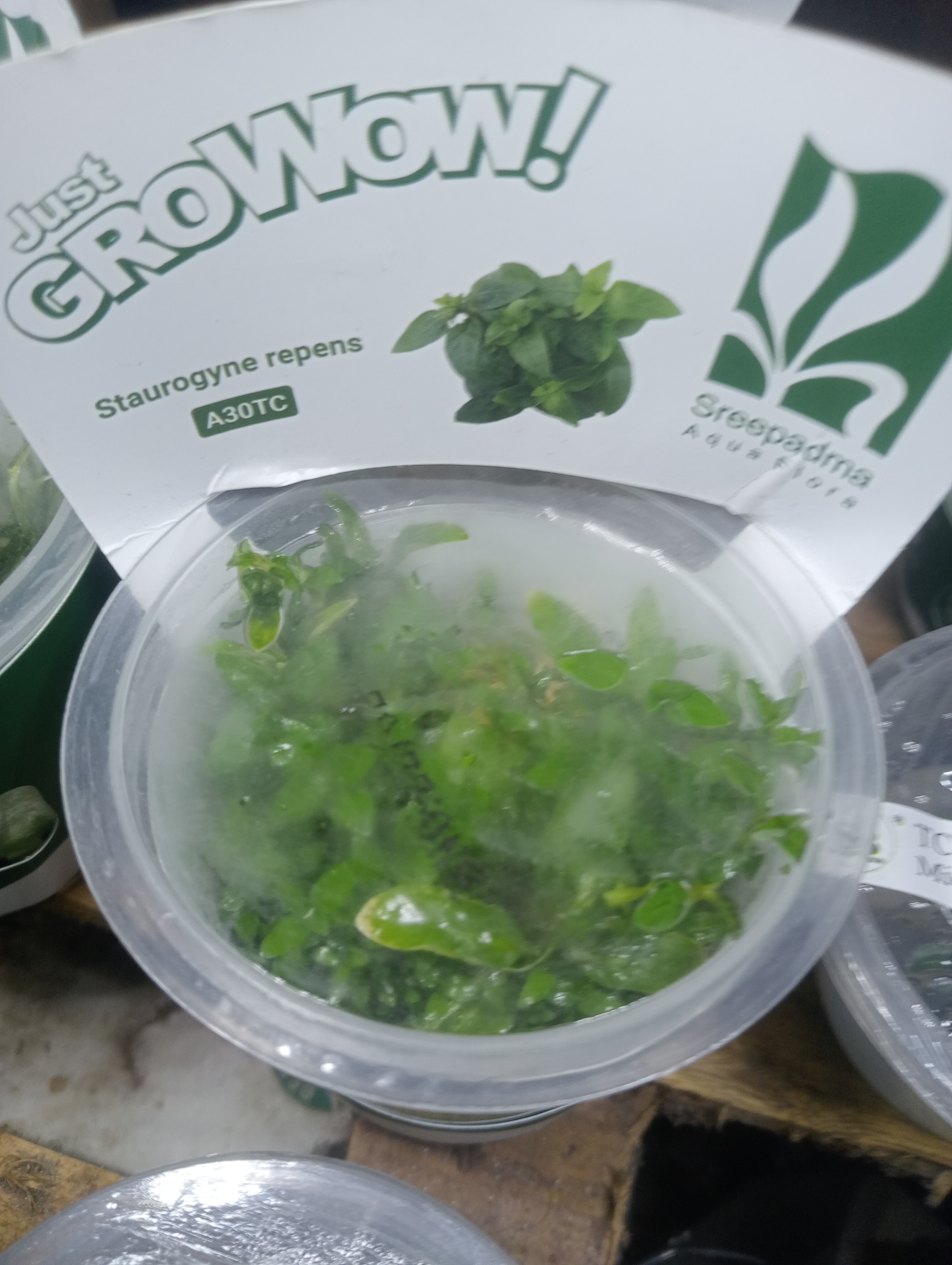 Buy STAYROGEN Repens Online in Bangalore