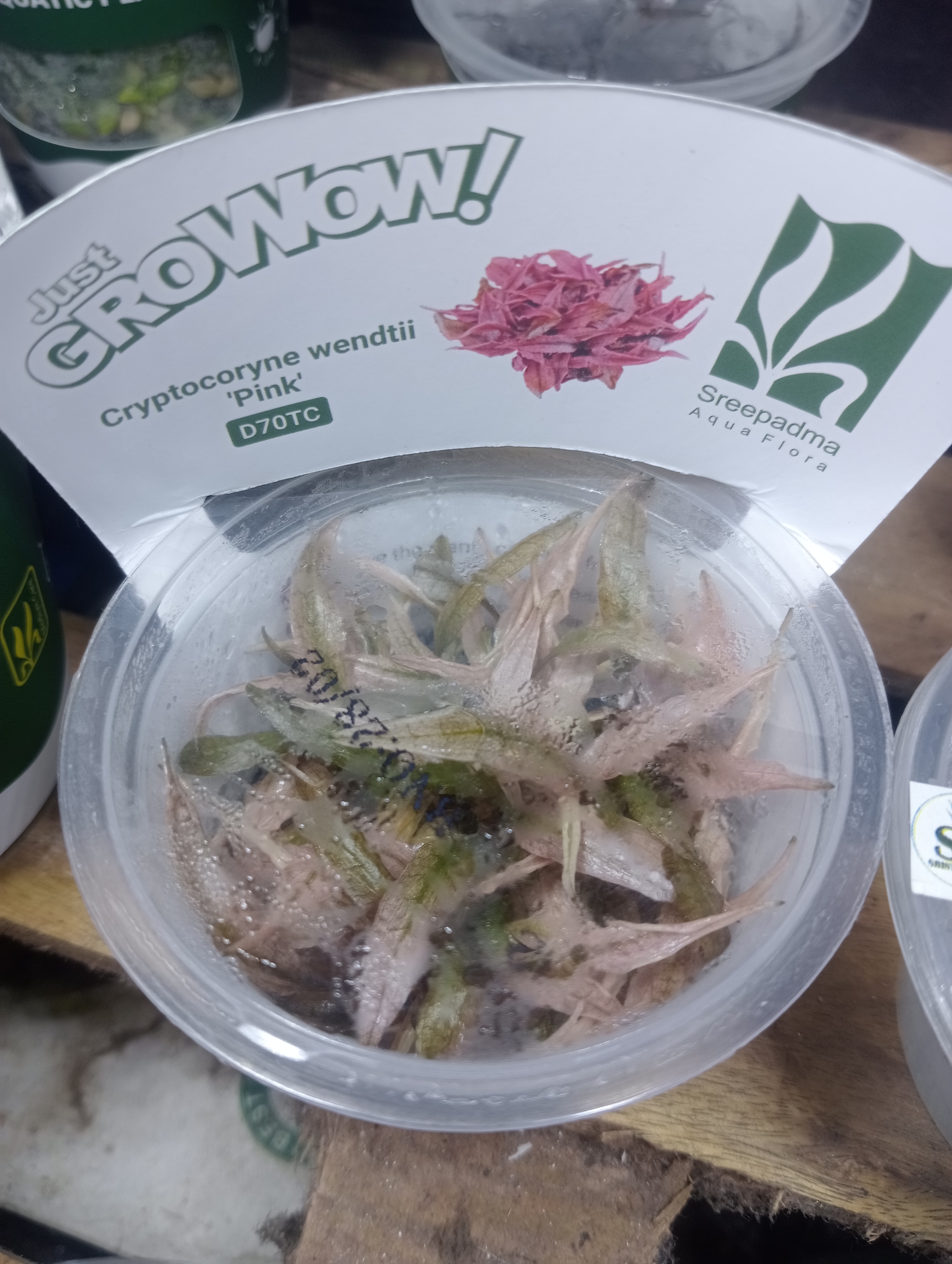 Buy Cryptocoryne Wendeti Pink Online in Bangalore