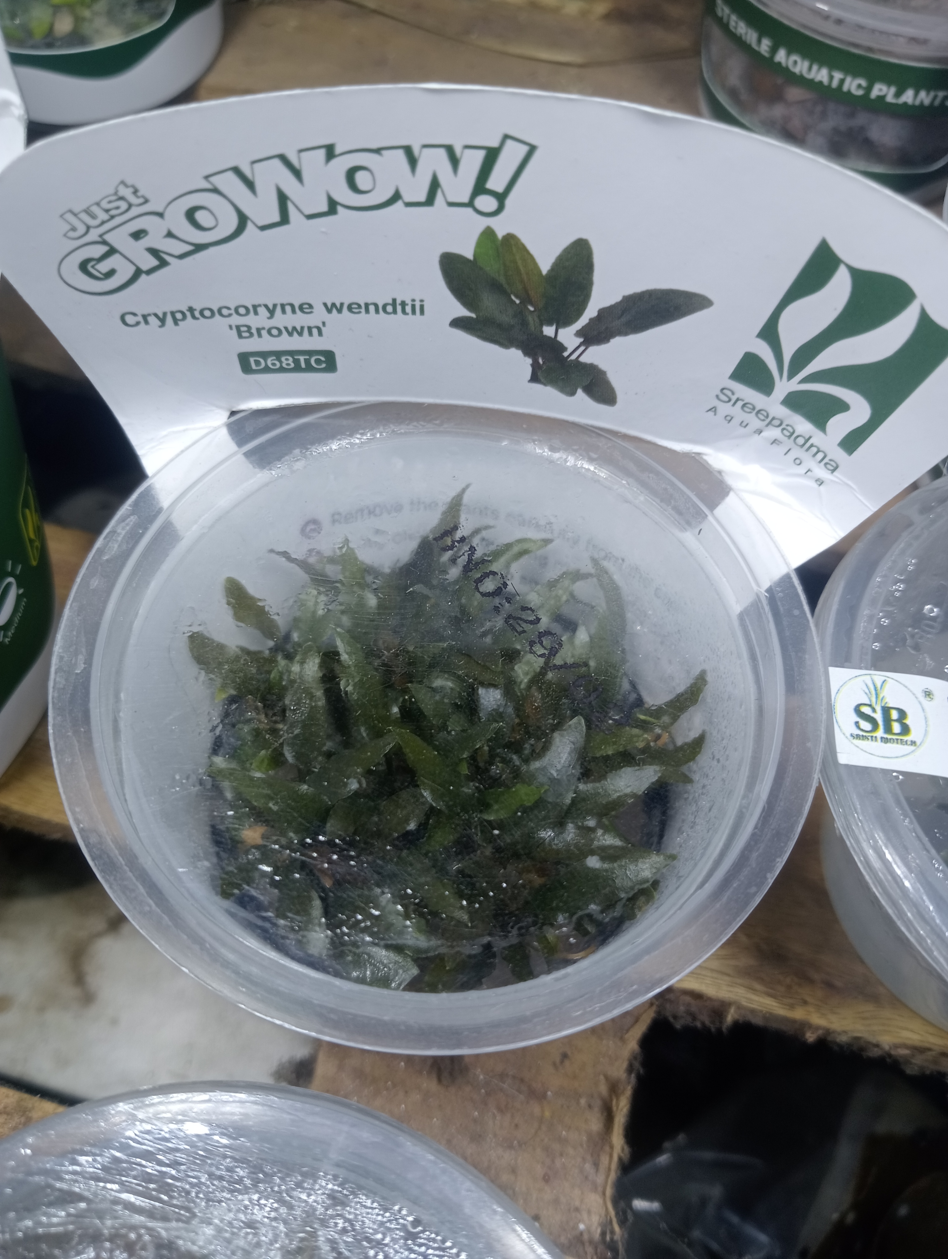 Buy Cryptocoryne Wendeti Brown Online in Bangalore