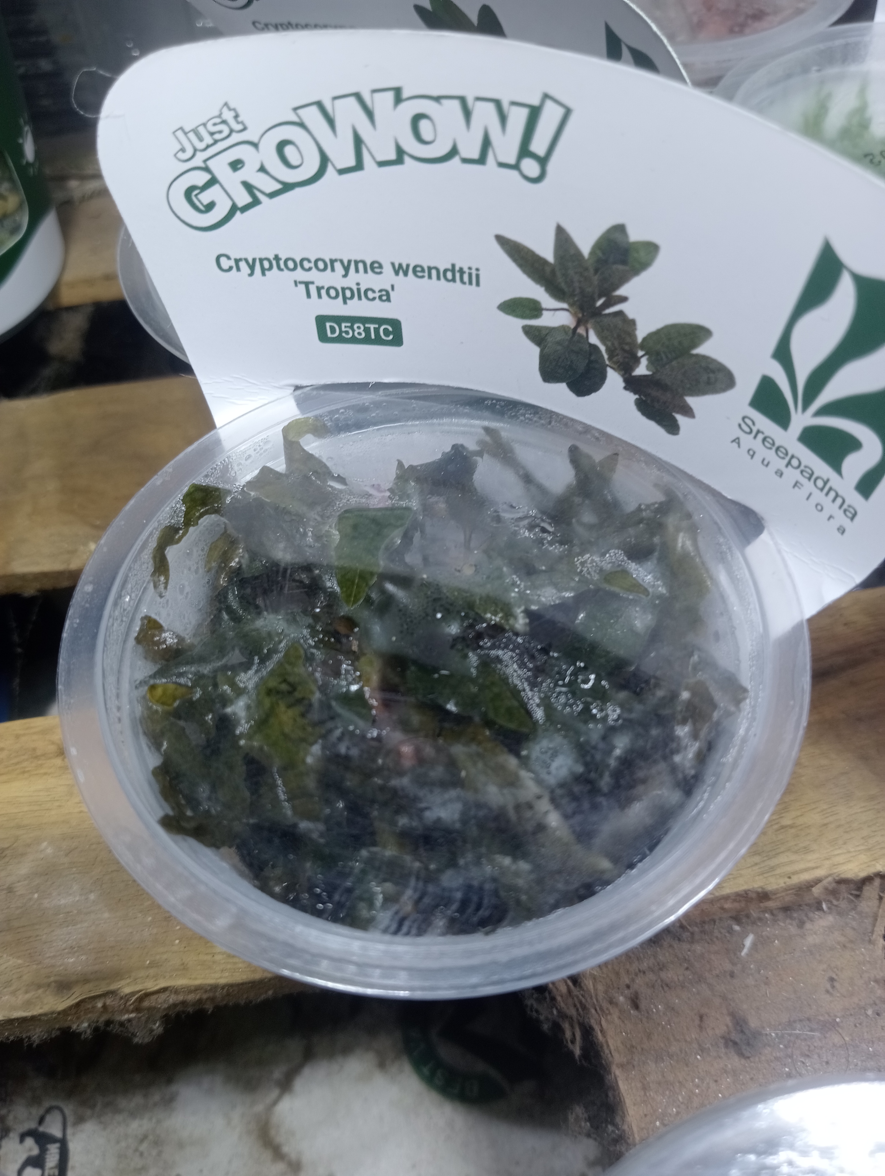 Buy Cryptocoryne Wendeti tropica Online in Bangalore