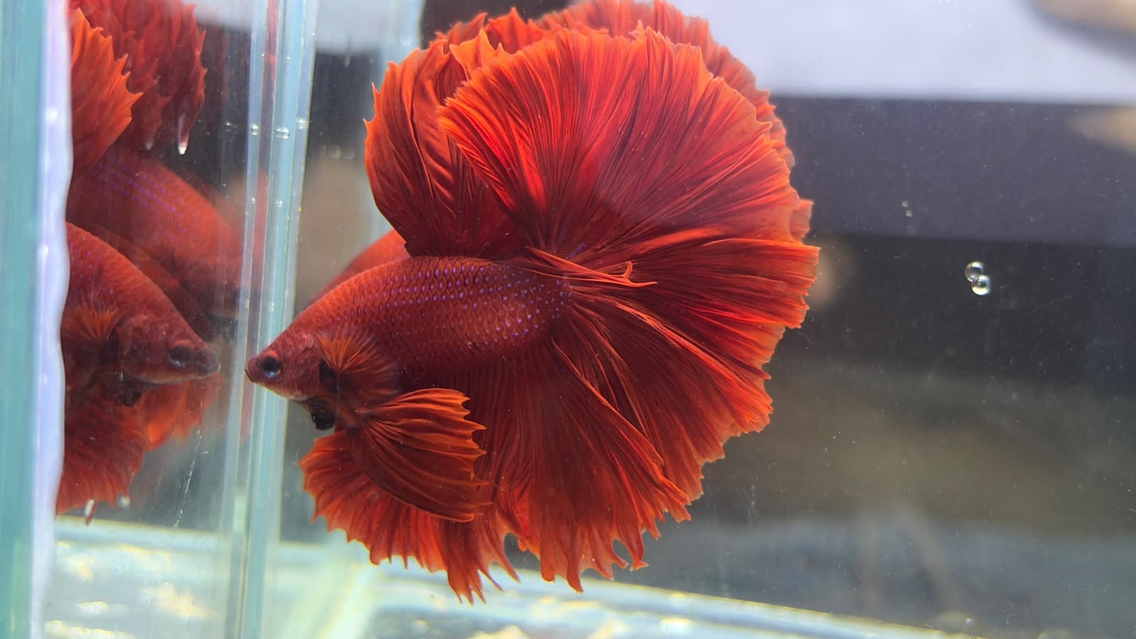Buy Over half moon betta Online in Bangalore