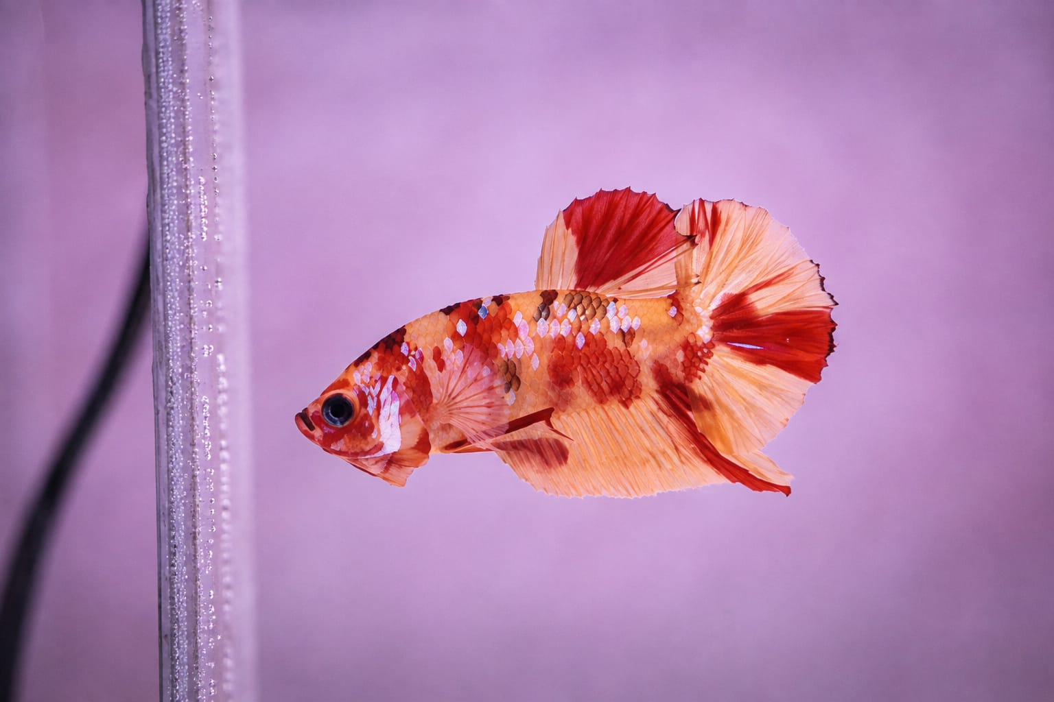 Plakat betta fish