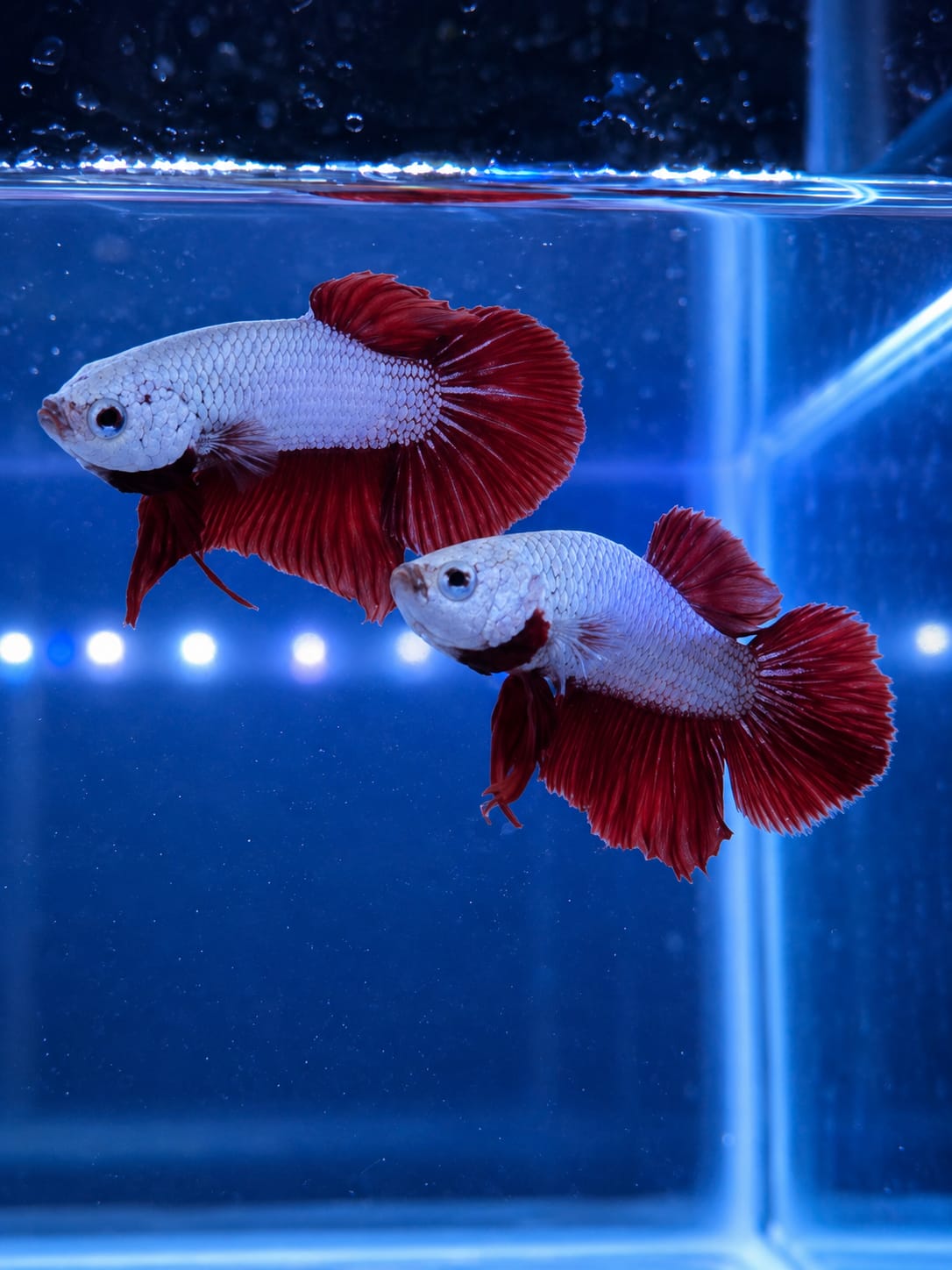 PLAKAT BETTA FISH