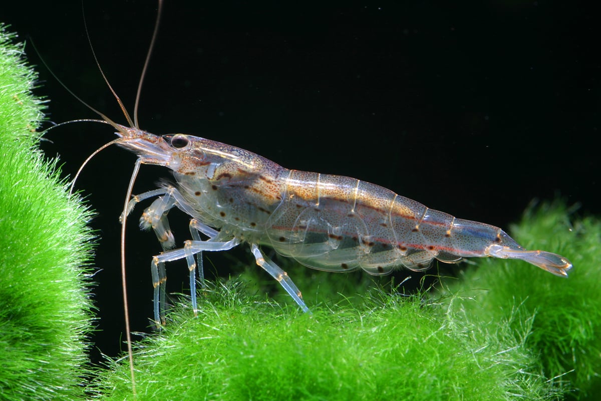 Buy AMANO SHRIMP Online in Bangalore