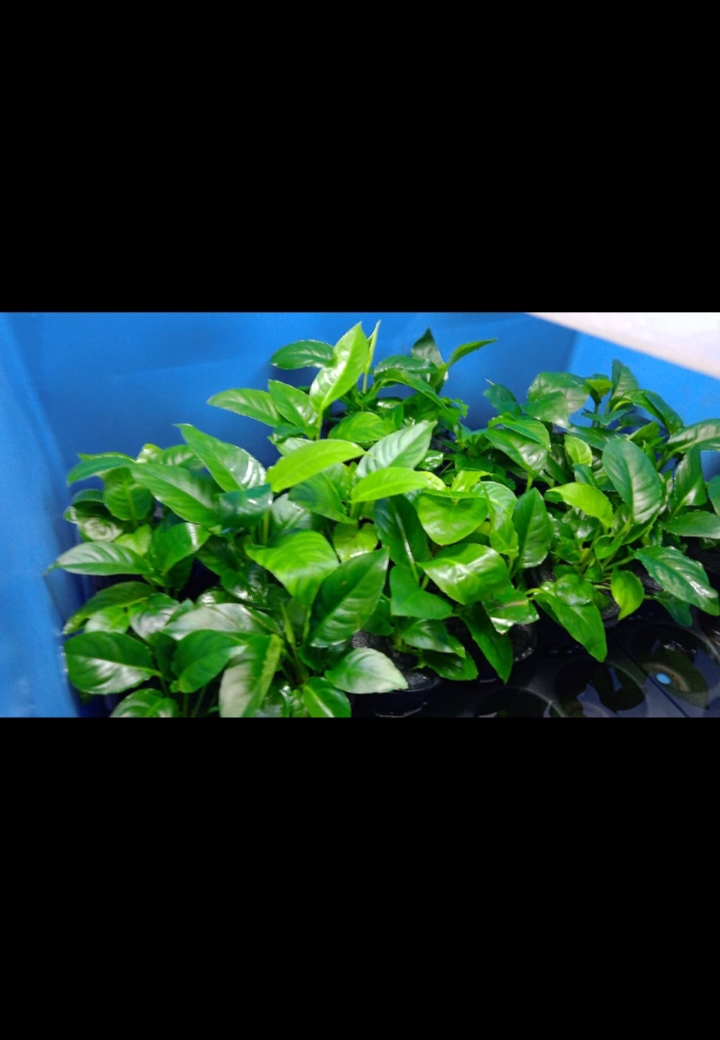 Buy Anubias heterophylla Online in Bangalore
