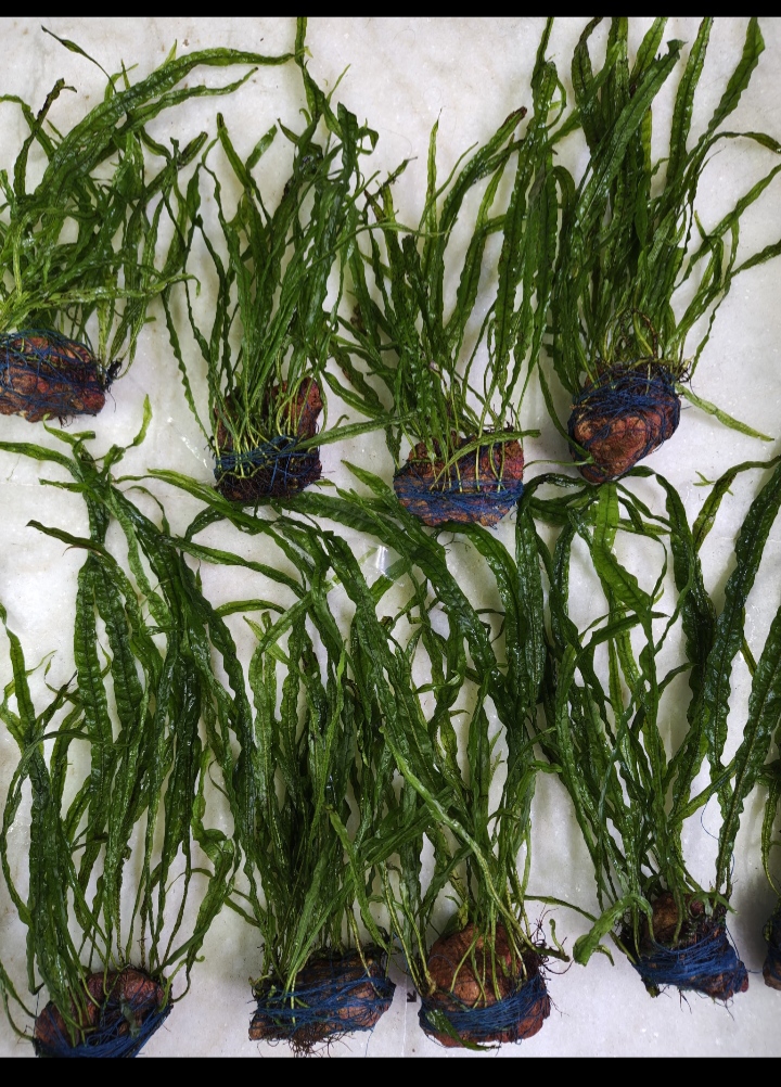 Buy Needle leaf fern on rock in Bangalore