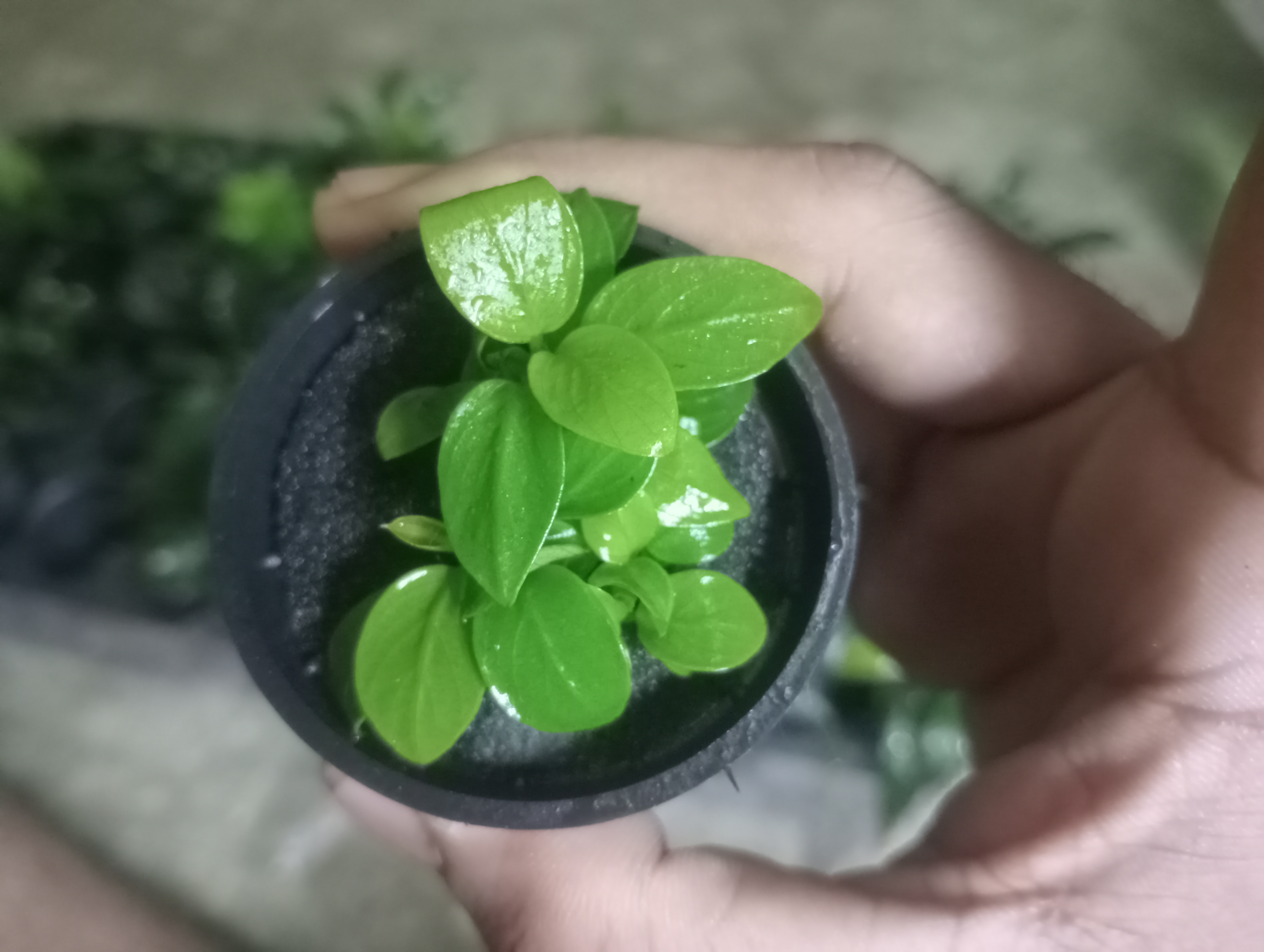 Anubias gold mini photo 2
