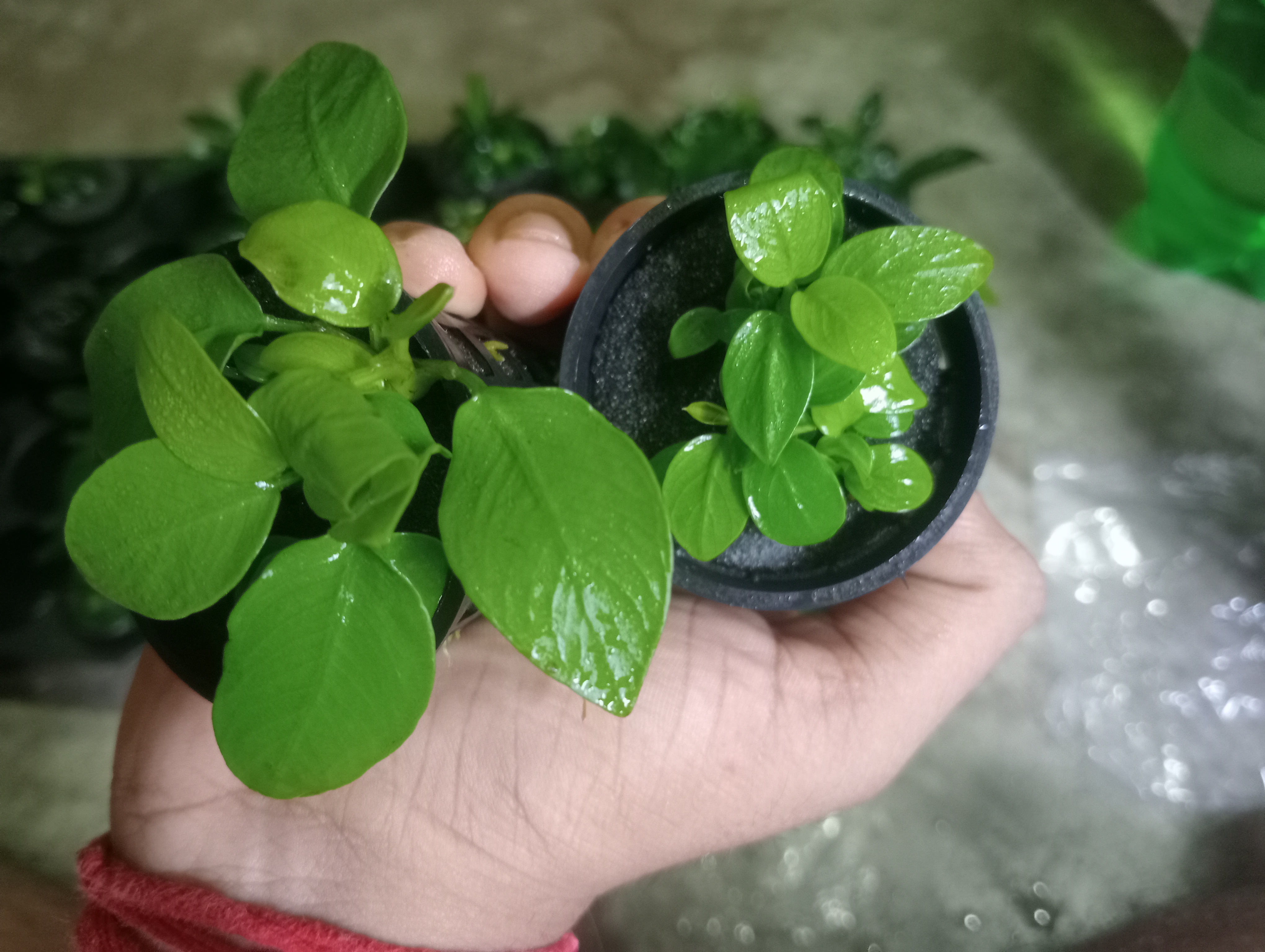 Buy Anubias gold mini in Bangalore