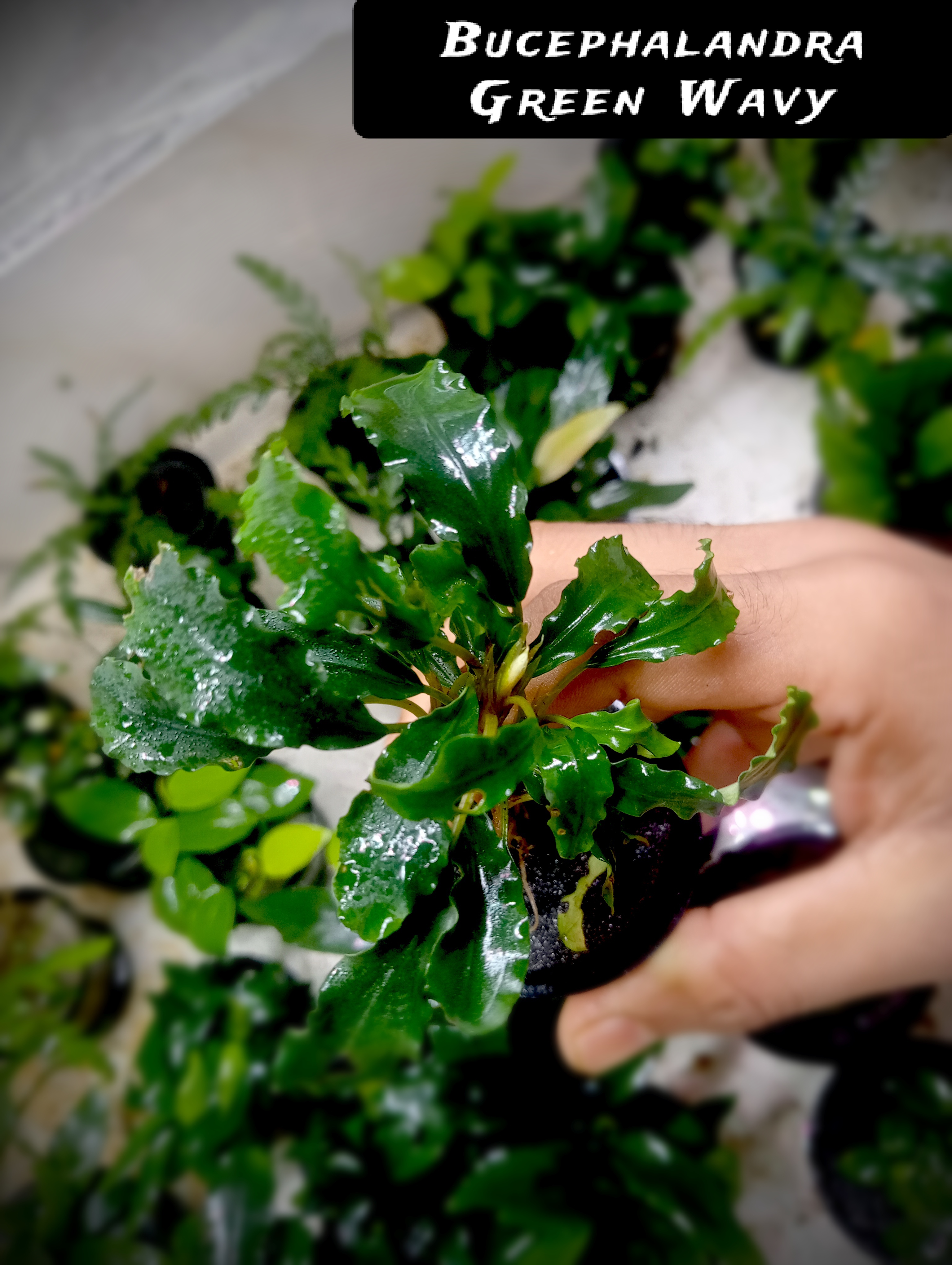 Buy Bucephalandra green wavy in Bangalore