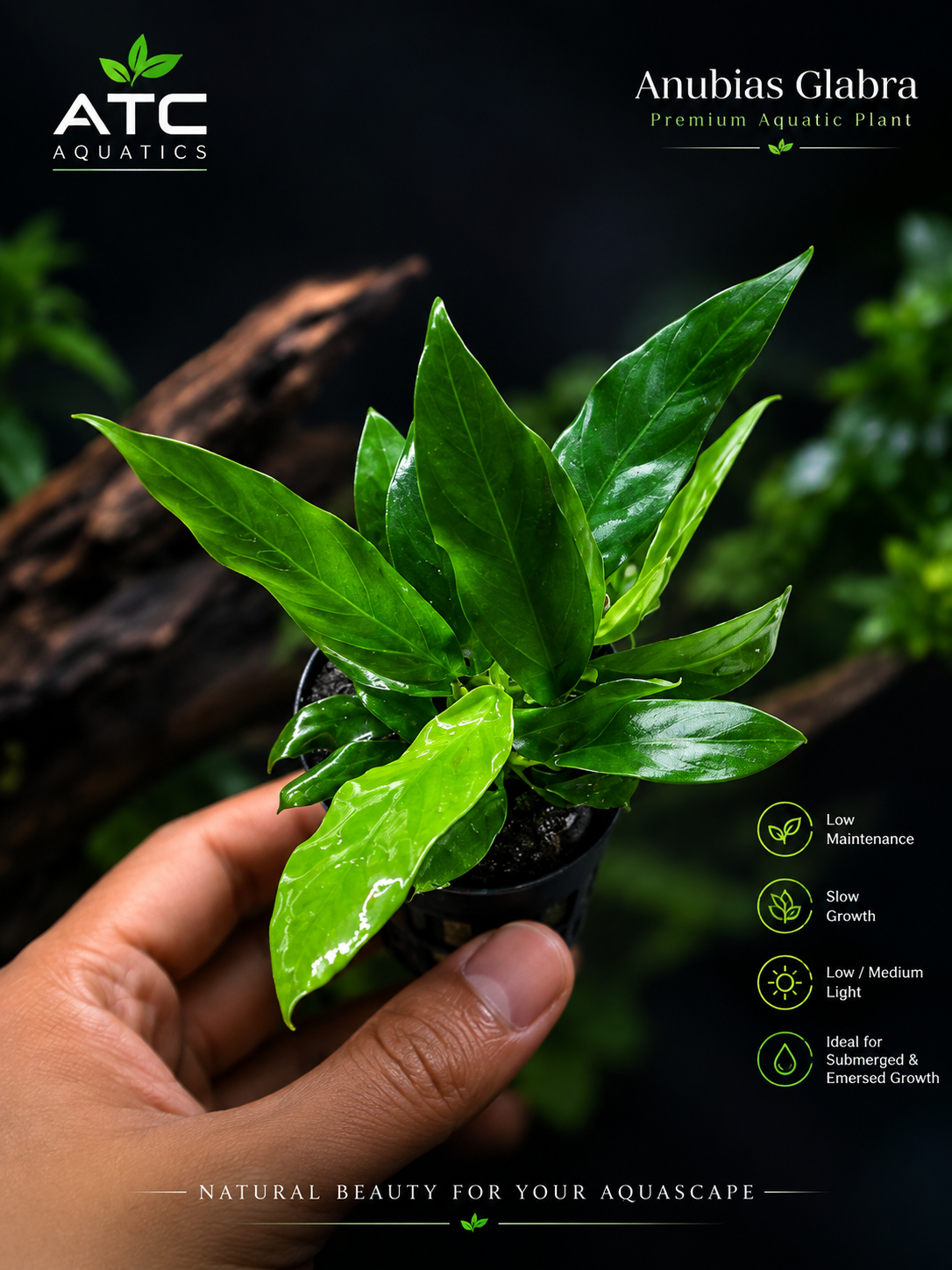 Buy Anubias Glbra xl in Bangalore