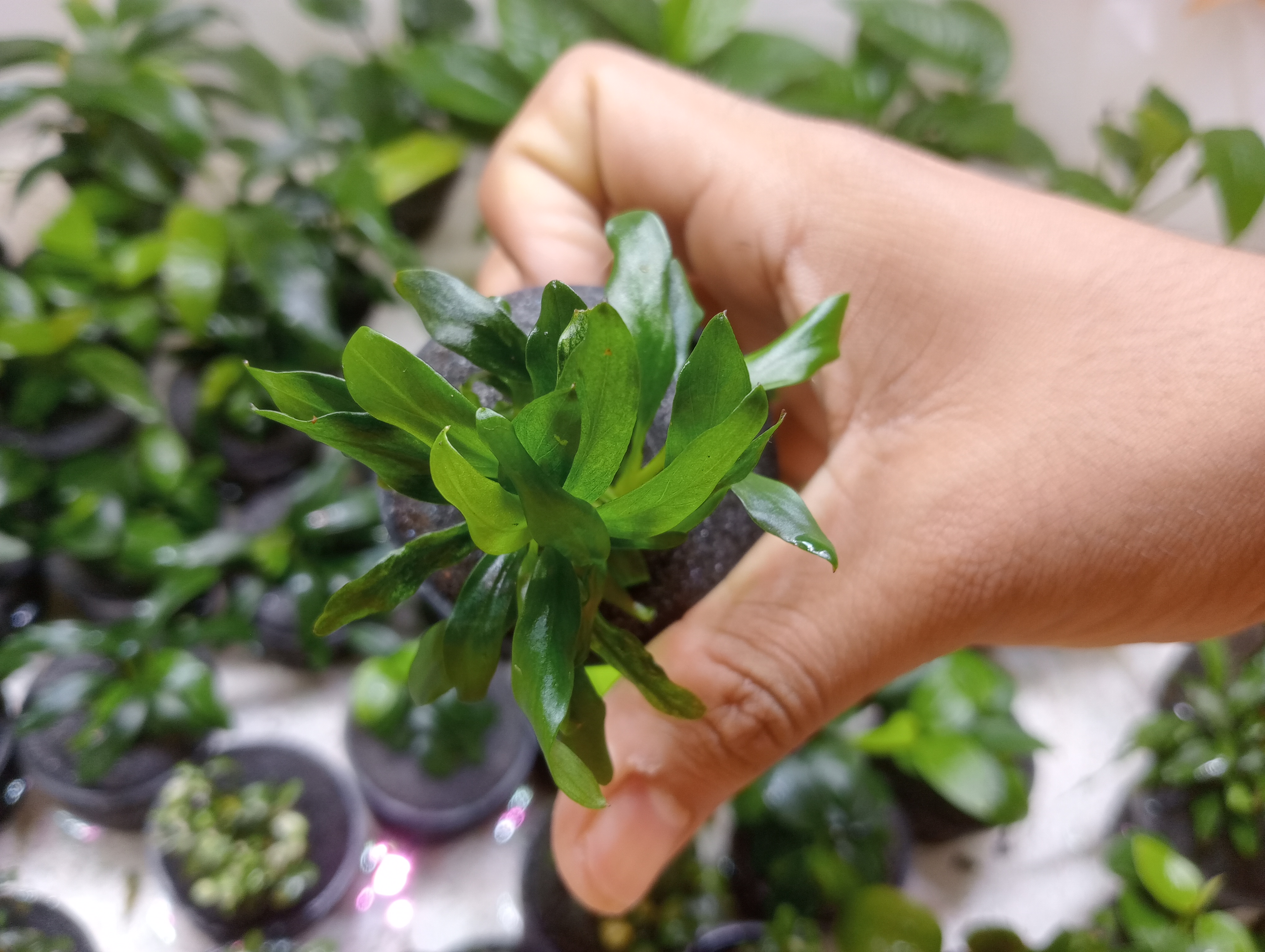 Buy Anubias dragon claw in Bangalore
