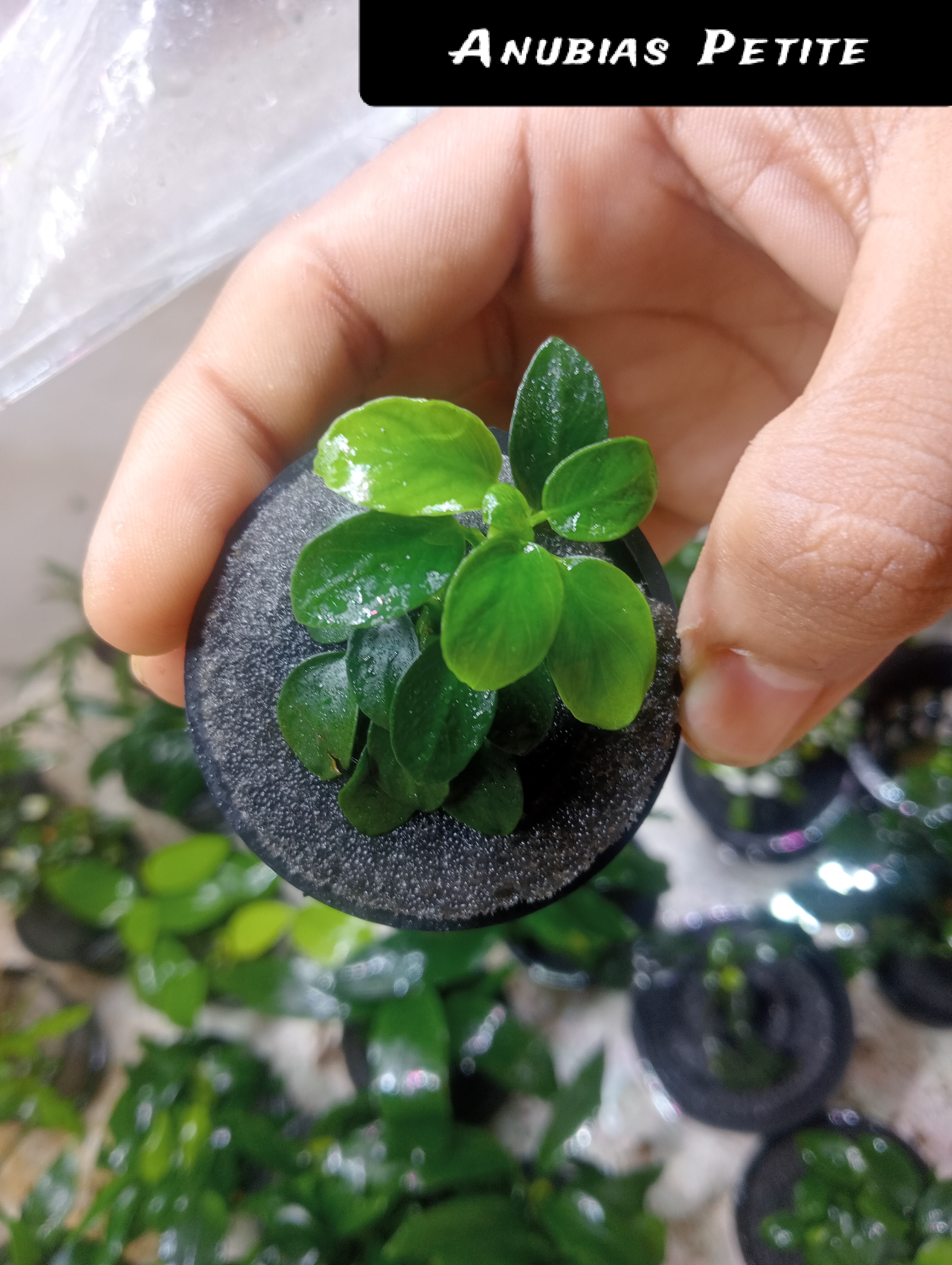 Buy Anubias petite Online in Bangalore