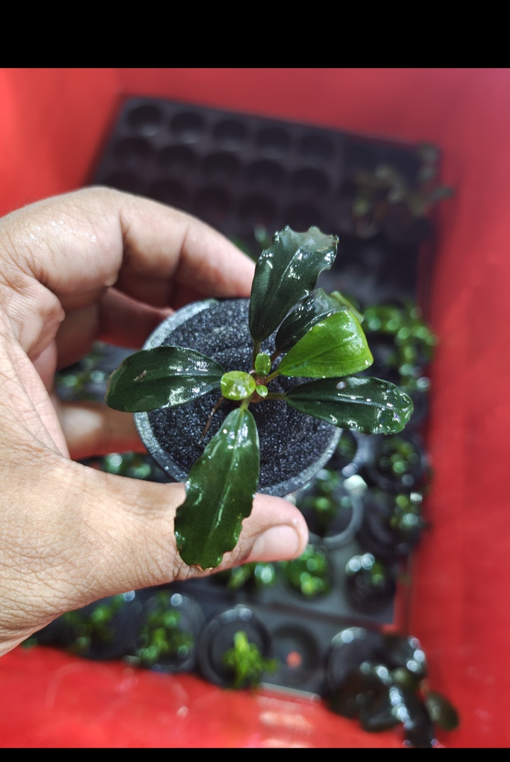 Buy Bucephalandra kedegang purple Online in Bangalore